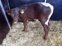 Bulle, Limousin-Kuh — Foto 2