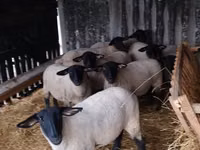 羊（ロット、性別未指定）, White Suffolk sheep — 写真 2