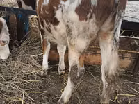 Toro, Simmental cattle — foto 2