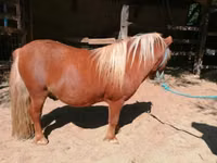 حصان, Shetland Pony — الصورة 5