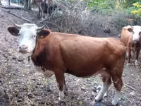 Toro, French Simmental cattle — foto 3