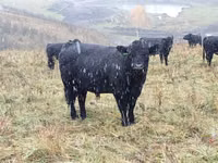 母牛, Galloway cow — 照片 1
