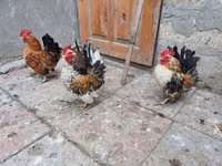 सेरामा — फ़ोटो 4