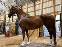 Yegua, Dutch warmblood horse — foto 5