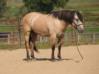 Horse (M), Horses — photo 1