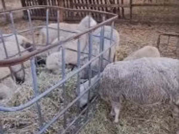 Widder, Cerry Hill sheep