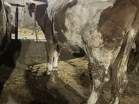 गाय, गोलस्टीन नस्ल — फ़ोटो 5