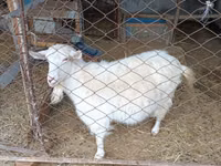 Ziege, Saanen goat — Foto 3