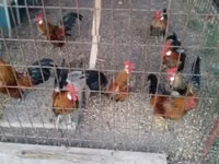Bantam néerlandaise — photo 4