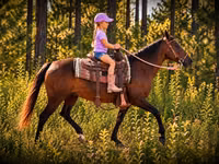 Yegua, Quarter Horse — foto 4