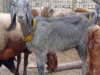 Chèvre, Damask goat — photo 1
