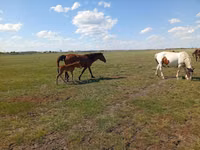 فرس, Kinsky horse — الصورة 1