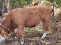 雄牛, Simmental cattle — 写真 2