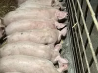 Verro — foto 1