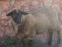 Domba jantan, Suffolk sheep — foto 1
