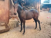 雄馬, French Trotter — 写真 2
