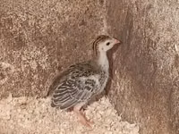 Guinea fowl — 写真 2