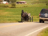 Caballo, Friesian — foto 6