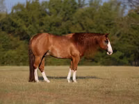 حصان, Quarter Horse — الصورة 1