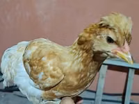 Chickens — फ़ोटो 2