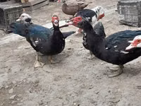 Ducks — photo 3