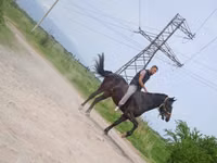 Cheval, Standardbred — photo 3