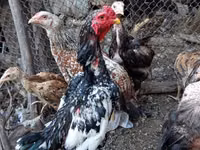 Chickens — الصورة 2
