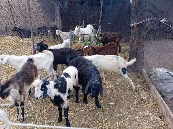 Ziegenbock, Pomellata goat