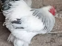 Brahma — foto 1