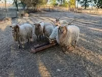 Oveja, Racka sheep — foto 1