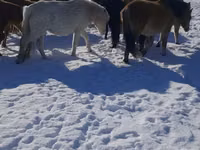 فرس, Yakutian horse — الصورة 1