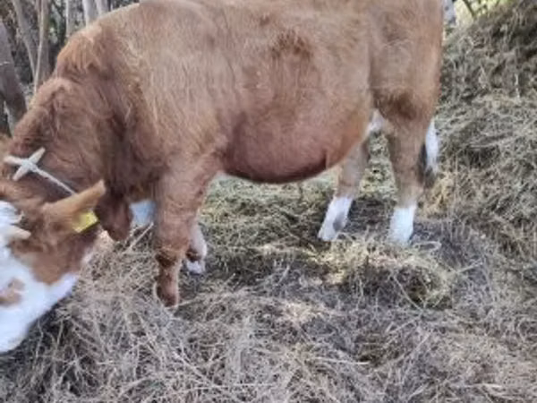 ثور, Simmental cattle