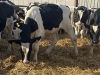 雄牛, Russian Black pied cattle — 写真 6