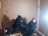 Chickens — 写真 5