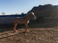 Cheval, Altai horse — photo 3