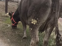 Vaca, Raza Alatau — foto 4