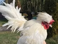 Chickens — Foto 4