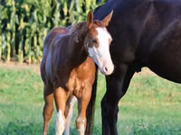 Caballo, Alter Real — foto 4