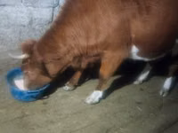 Cow, Latvian Blue cattle — photo 2