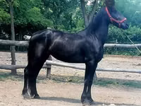 雌馬, Friesian — 写真 4