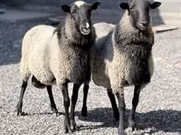 نعجة, Romanov sheep — الصورة 1