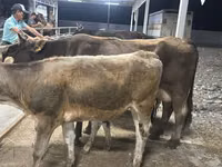 Vaca, Ukrainian Brown Dairy Cattle — foto 3