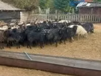 雌羊, Racka sheep — 写真 2