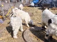 Ziegenbock, Saanen goat — Foto 3