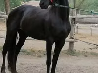 雌馬, Friesian — 写真 1