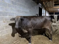 母牛, Brahman — 照片 4
