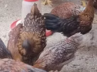 Chickens — फ़ोटो 3