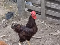 Rhode Island Red — photo 4