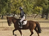 Kuda betina, Hungarian horse breed — foto 2