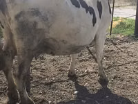 Cow, Russian Black pied cattle — photo 7